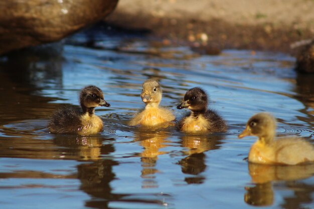 Photo ducks in a lake