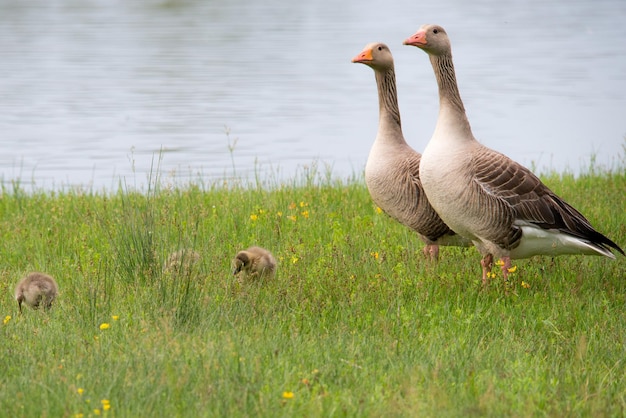 Photo ducks on a lake