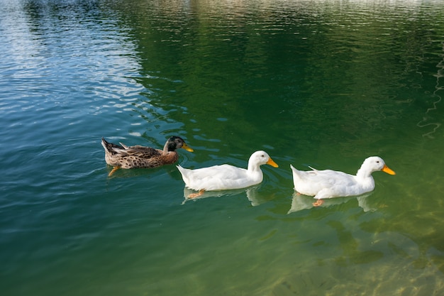 Photo ducks in lake