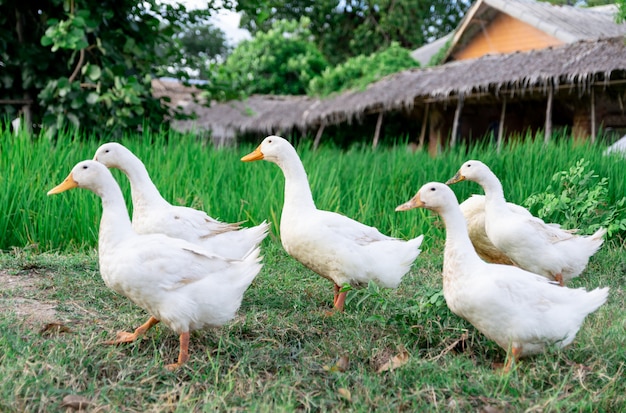 Ducks many white a rice field