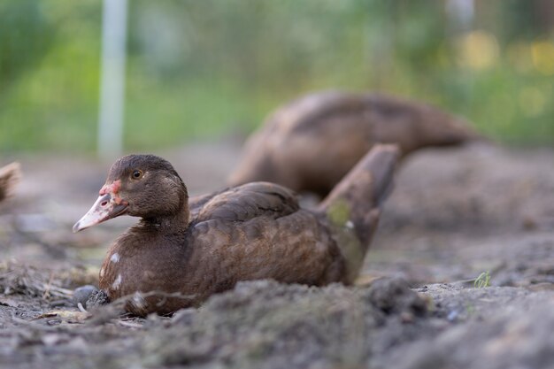 Ducks in a pen on a farm