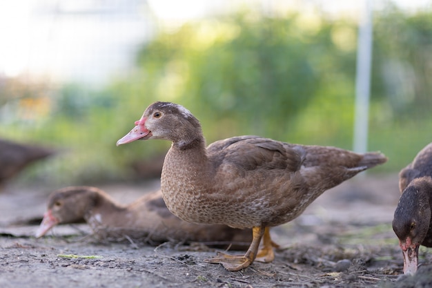 Ducks in a pen on a farm