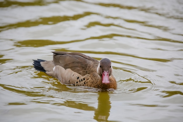 Ducks in the pond feeding on bread in the middle of beautiful nature.