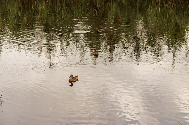 Ducks on the pond in the park. Wild ducks are reflected in the lake. Multi-colored feathers of birds. A pond with ducks and drakes. Duck feed on the surface of the water. Ducks eat food in the water