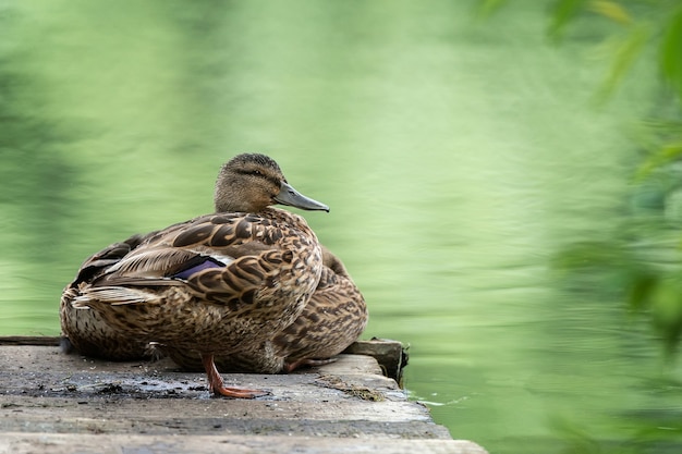 Ducks on a pond in the park