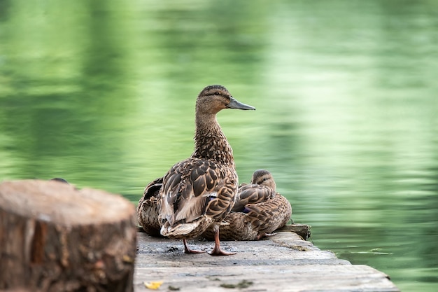 Ducks on the pond in the park