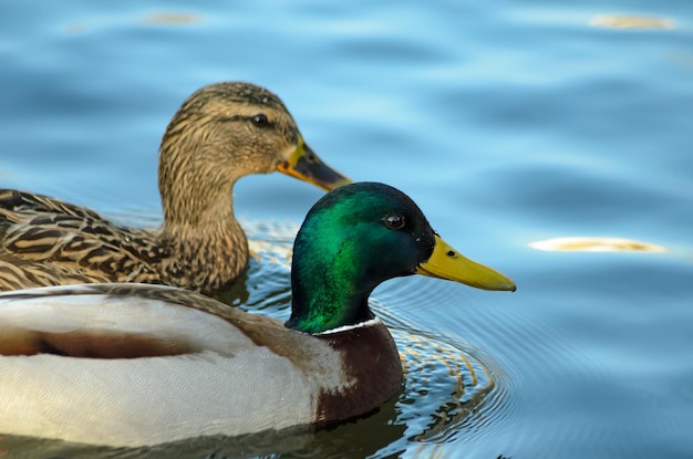 ducks on the pond in the spring