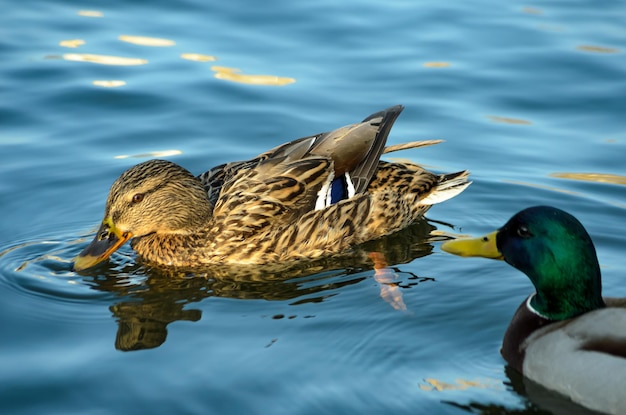 ducks on the pond in the spring