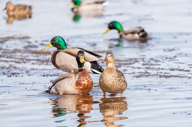 Ducks in a pond with one of them looking at the camera