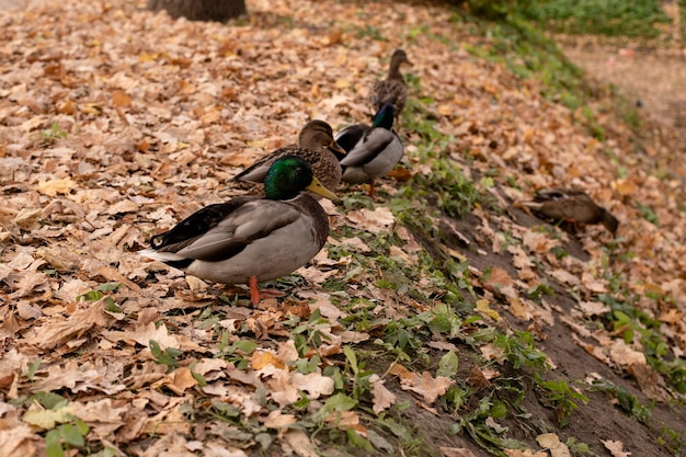 Ducks on the shore in the fall Ducks walk in autumn along the shore strewn with fallen yellow leaves