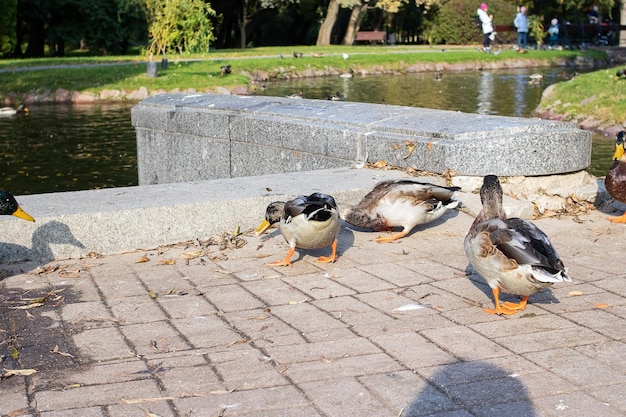 Ducks on the sidewalk in an autumn park