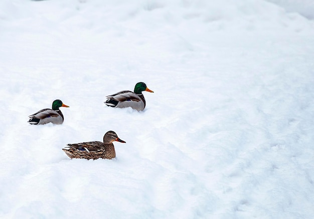 ducks in the snow in winter