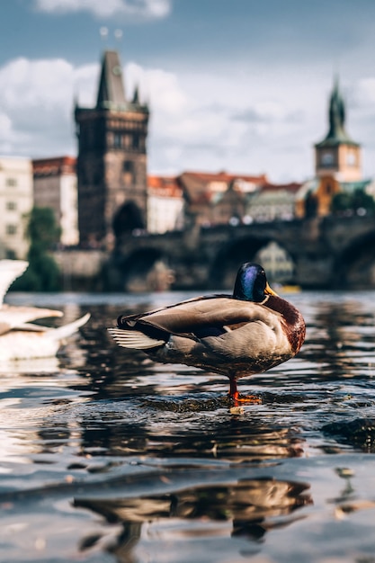 Ducks and swans swim in the Vltava river against the background of the Charles Bridge. Popular tourist destination in Prague. Charles Bridge at sunset Swan in the foreground.