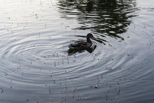 Ducks swim in the pond Wild duck