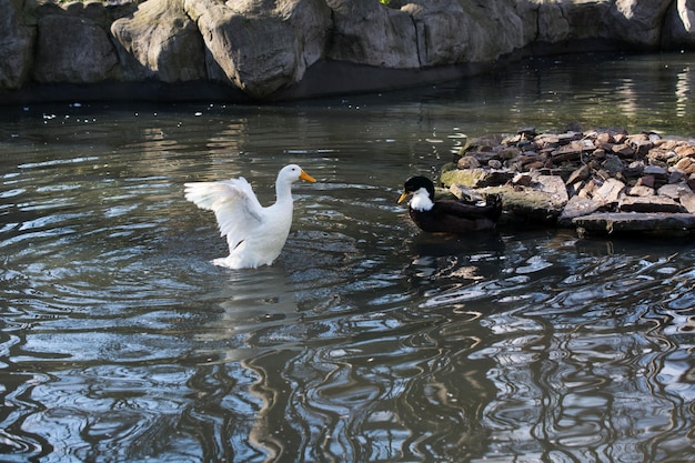 Ducks swim in pond