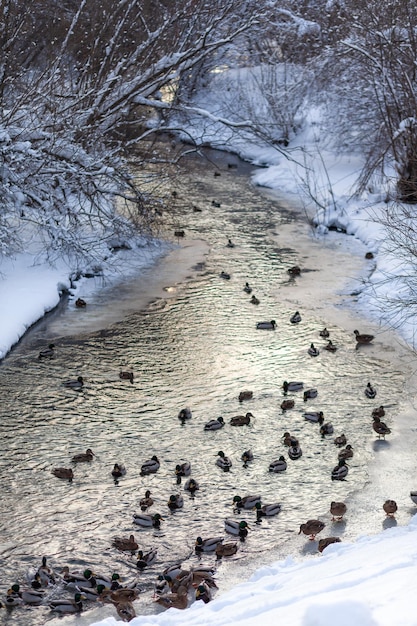 Ducks swim in the river in the city's public park in winter. Migration of birds. Ducks and pigeons