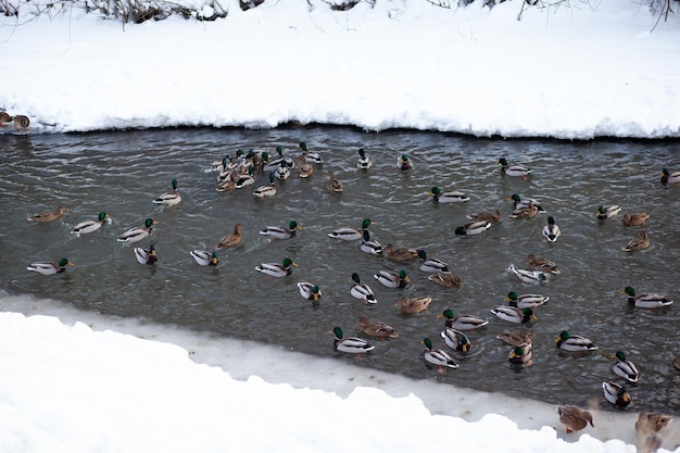 Ducks swim in the river in the city's public park in winter Migration of birds Ducks and pigeons