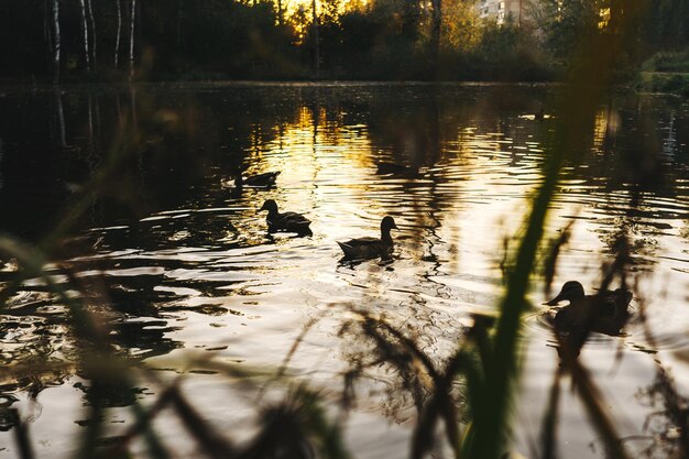 Photo ducks swim in the swamp at sunset