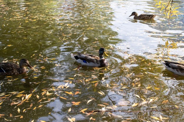 Photo ducks swim in the water among yellow leaves