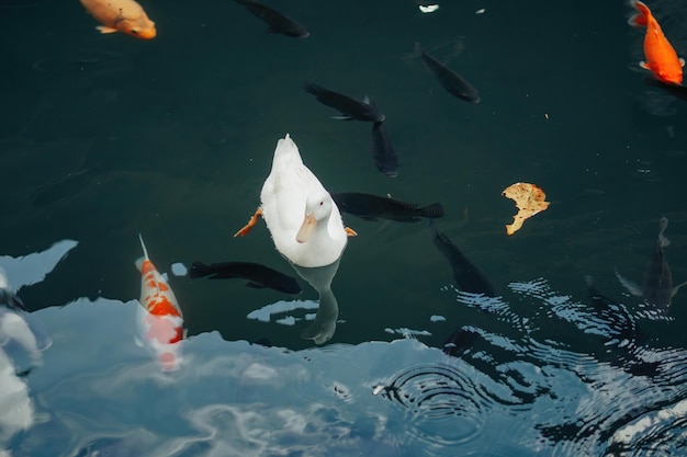 ducks swimming around koi fishes in the pond