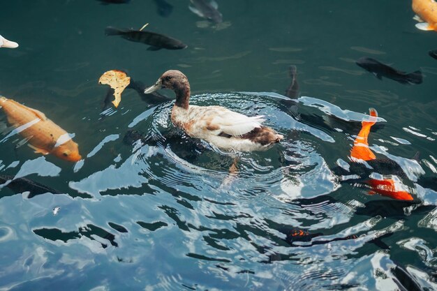 ducks swimming around koi fishes in the pond