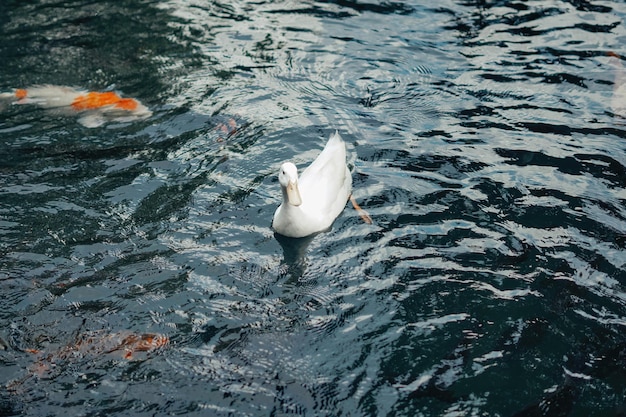 ducks swimming around koi fishes in the pond