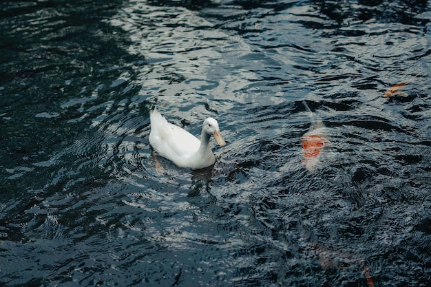 ducks swimming around koi fishes in the pond