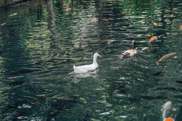 ducks swimming around koi fishes in the pond