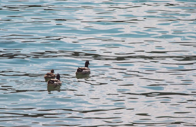 Photo ducks swimming in lake