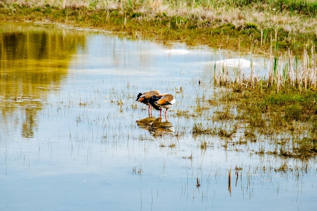 Photo ducks swimming in lake