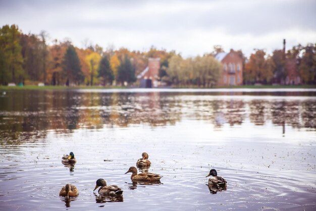 Photo ducks swimming in a pond with a building in the background