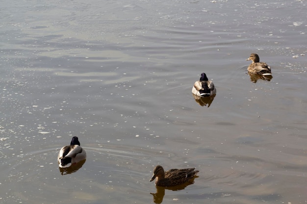 Ducks swimming in the water