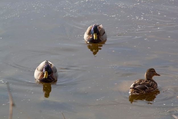 Ducks on the water in the winter