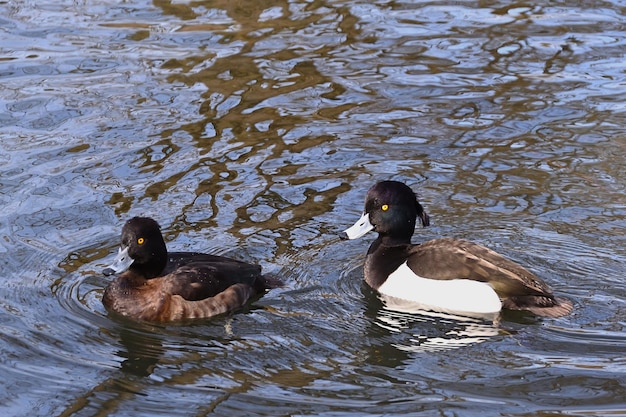 ducks in the water