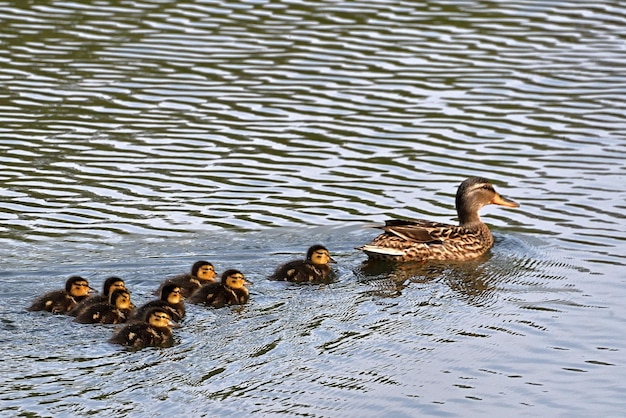 ducks in the water