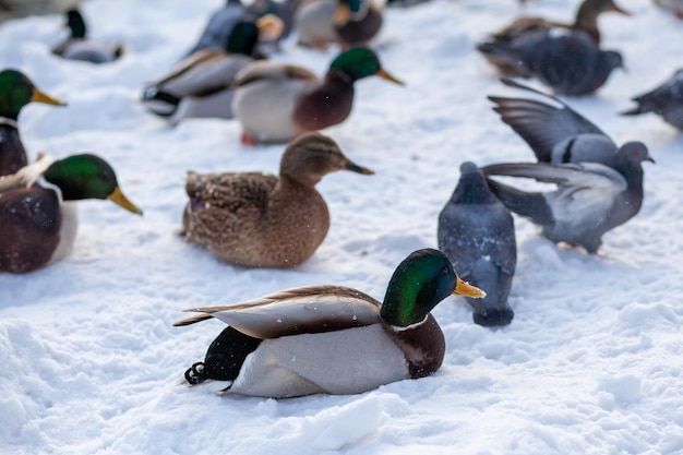 Ducks in a winter public park. Duck birds are standing or sitting in the snow. Migration of birds.