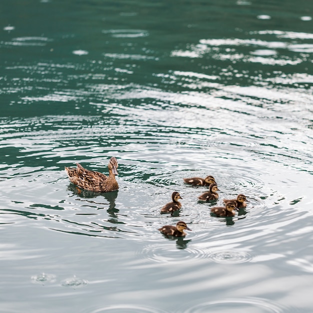 Photo ducks with ducklings floating on the water