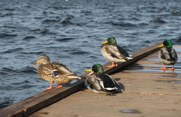 Ducks on wooden pier on lake Closeup