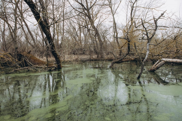 Duckweed covered on the water surface