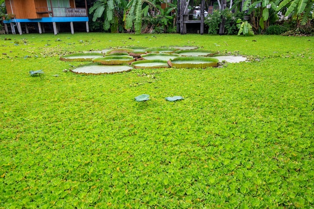 Duckweed Lemna perpusilla Torrey on The water for background or texture