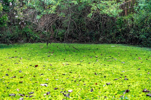 Duckweed and water plant cover the pond / pool.