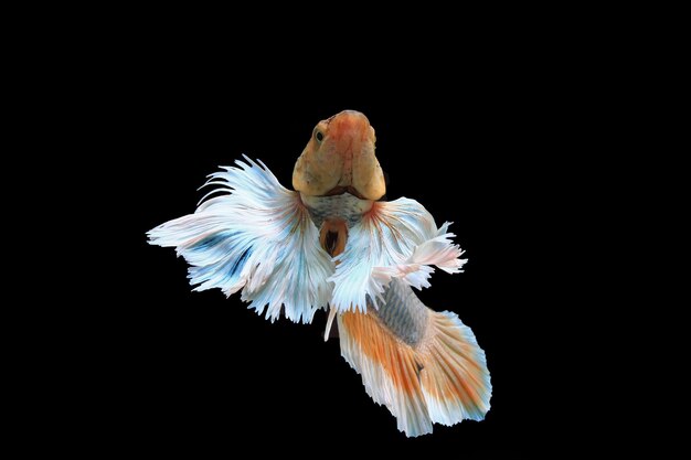 Dumbo ear yellow fancy betta fish