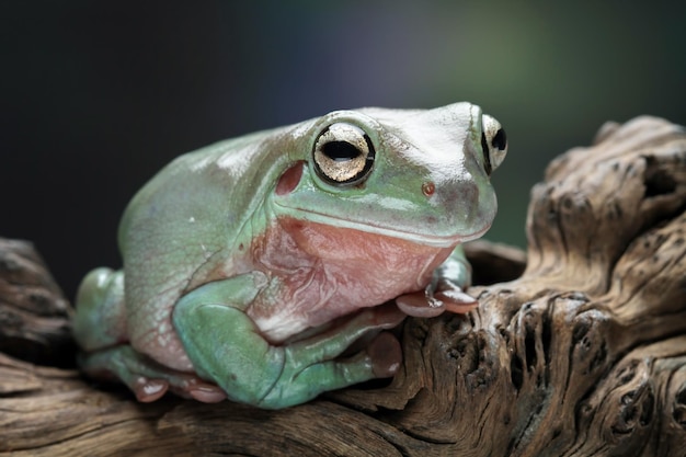 Dumpy frog on branch, tree frog front view, litoria caerulea, animals closeup