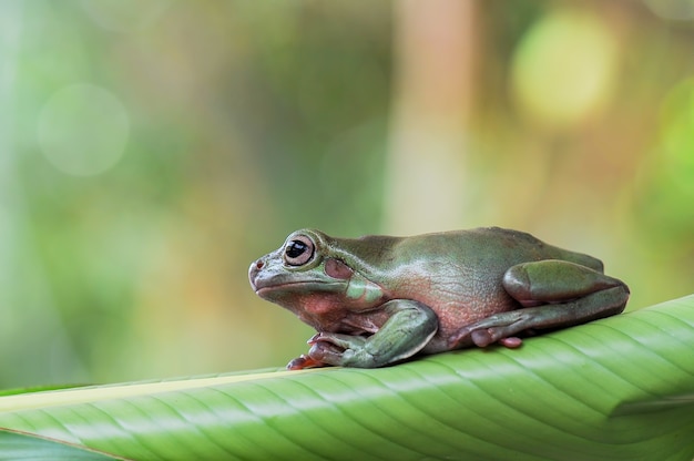 Dumpy Frog or green frog on leaf in tropical garden