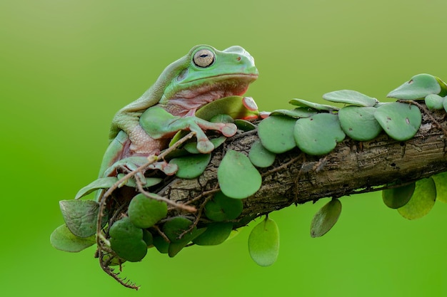 dumpy frog on leaf