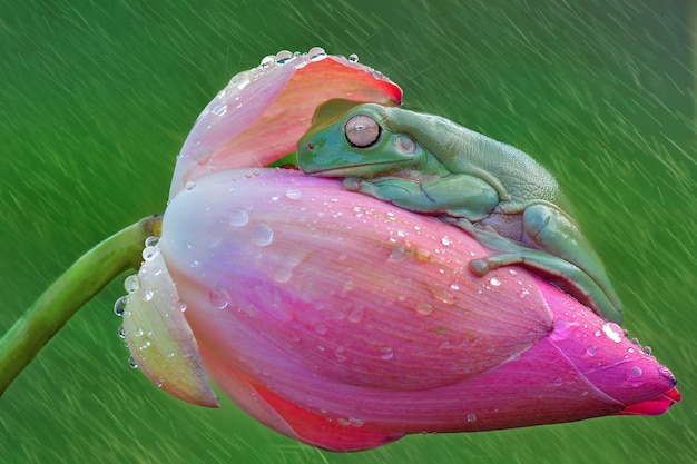 dumpy frog on leaf