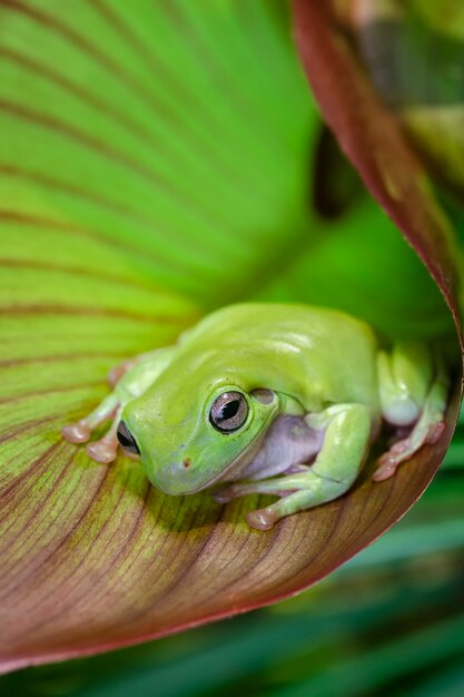 dumpy frog on a leaf