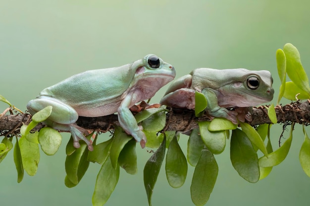 Dumpy frog litoria caerulea on branch