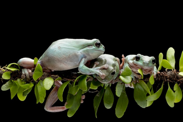 Dumpy frog litoria caerulea on branch