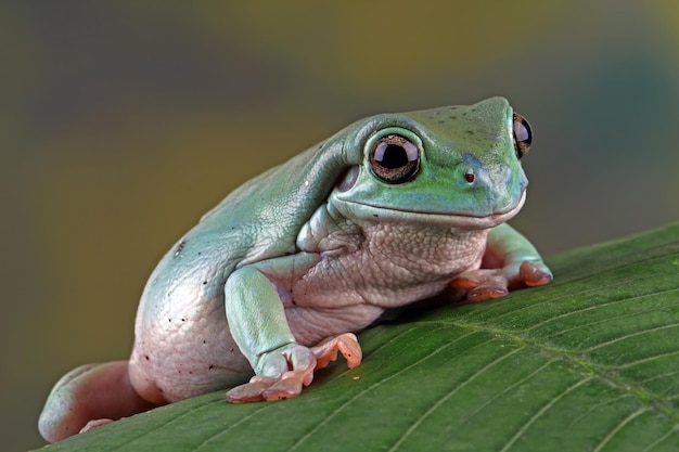 Dumpy frog litoria caerulea closeup on bark dumpy frog on branch tree frog on branch amphibian closeup